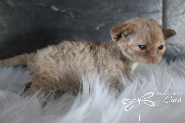 DragonflyCats-McFlurry4214