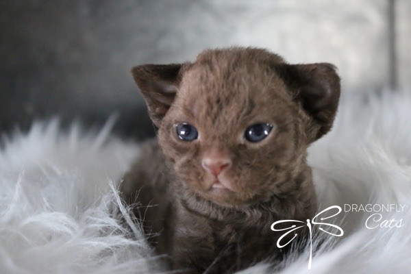 DragonflyCats-McNugget4251